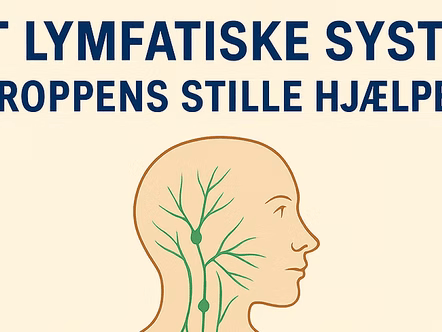 Lymfesystemet