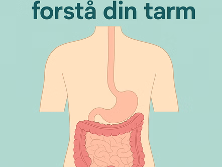 Forstå din tarm